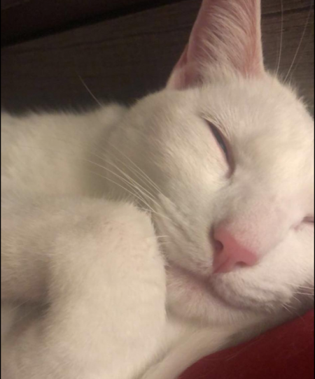 STELLA